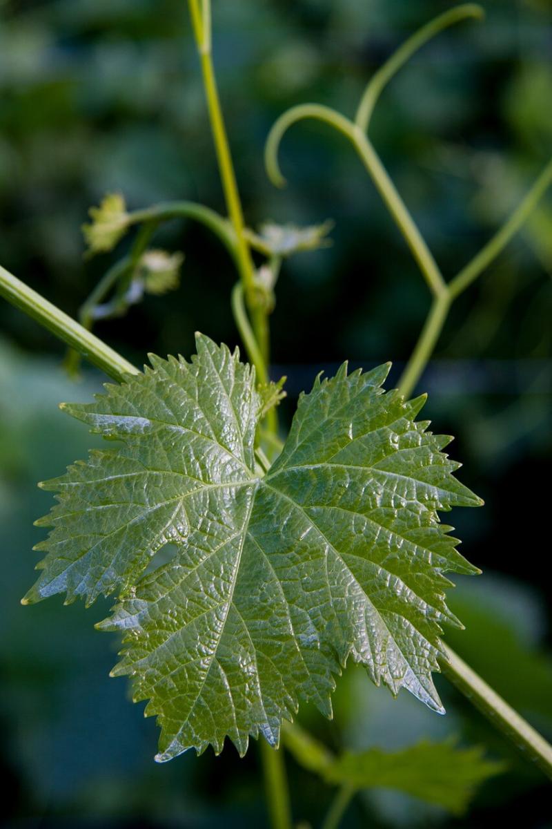 صور لـ #أخضر #ضفر #Winegrowing