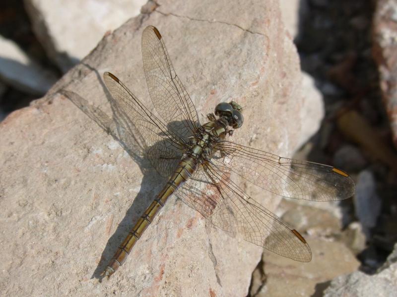 صور لـ #Orthetrum_Chrysostigma #التفاصيل #جمال #اليعسوب