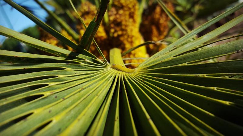صور لـ #الملمس #أخضر #طبيعة #خروج #Palmtree #البرتغال