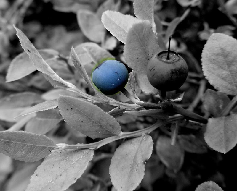 صور لـ #توت #توت_بري #غابة #أزرق #حبة