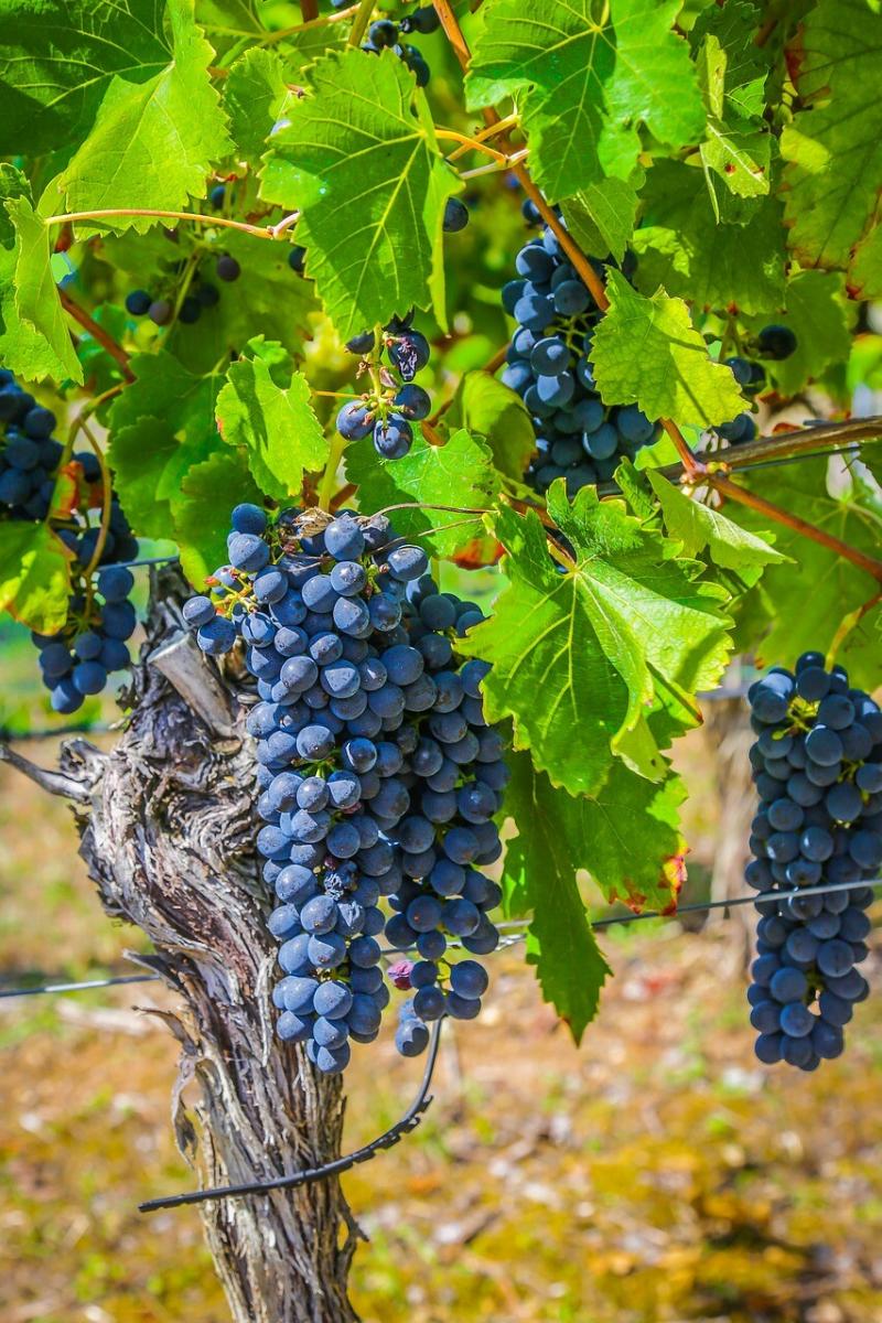 صور لـ #عنب #عنب #الكرمة #يأتي #Winegrowing #نبيذ