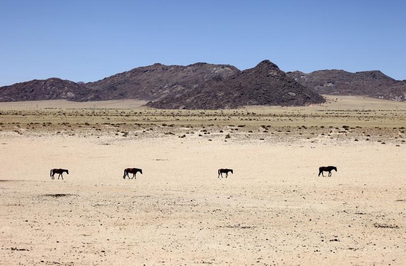 صور لـ #الحيوانات #رمل #خيل #ناميبيا #المنزل_المتنقل #صحراء
