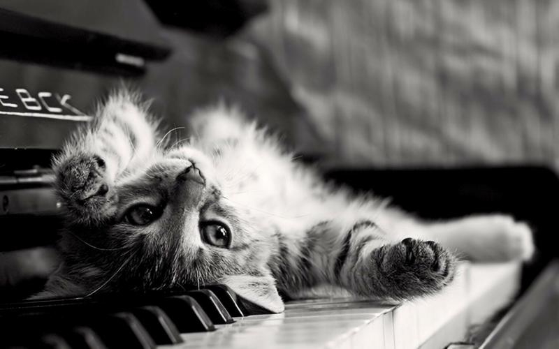 #خلفيات #قطط #قطة #Cat #سوداء #أسود #Black عالية الوضوح - 22