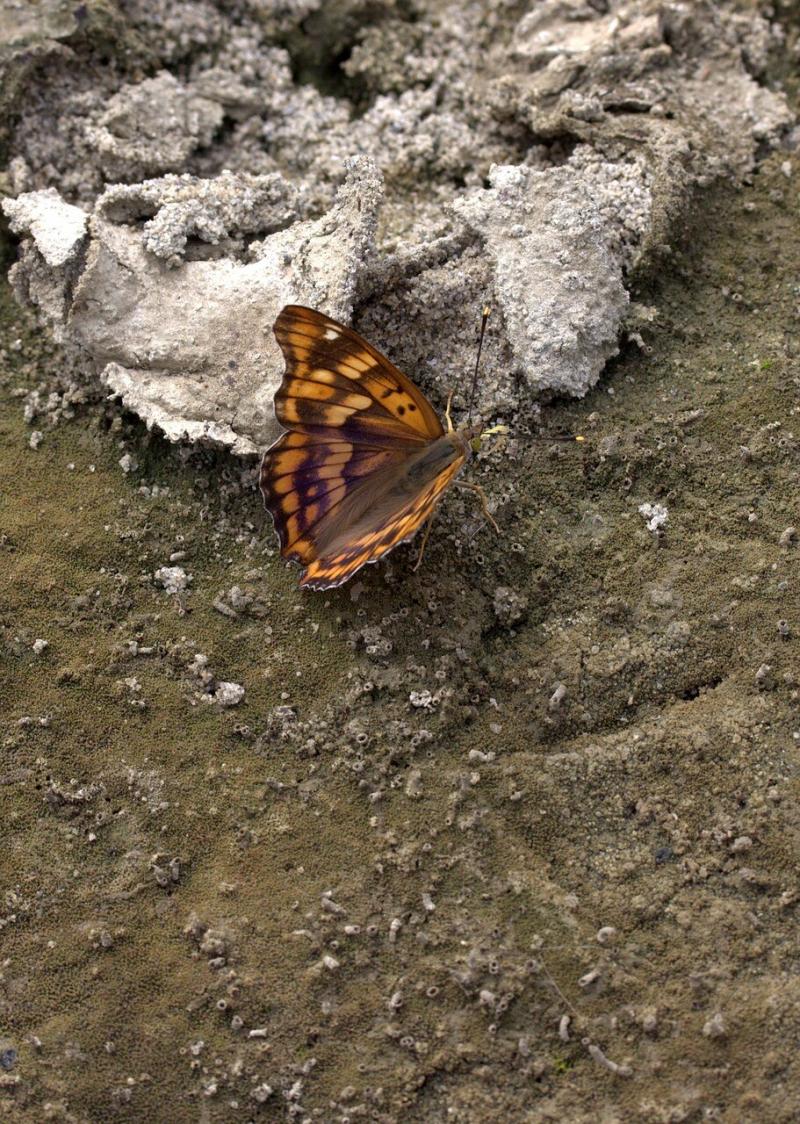 صور لـ #فراشة #Insecta #أجنحة #بنى #تلوين