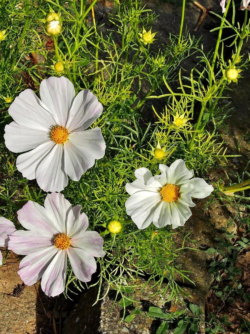 صور لـ #براعم_الزهرة #أبيض #الخريف #Cosmea #كون #زهور