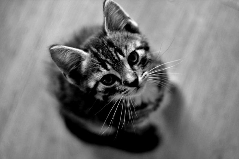 #خلفيات #قطط #قطة #Cat #سوداء #أسود #Black عالية الوضوح - 12