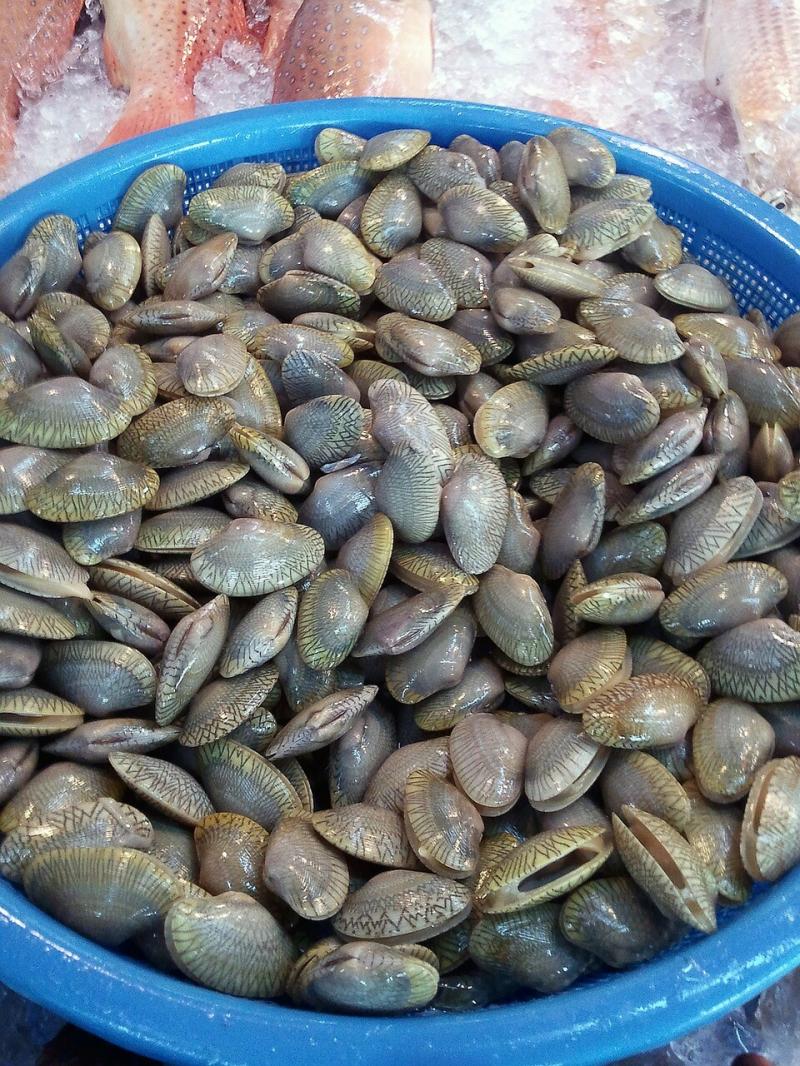 صور لـ #ميت #الصدف #هادئة #محار #شل_البحر #بحري