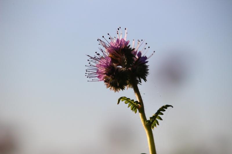 صور لـ #زهر #Phacelia #إزهار #النحل