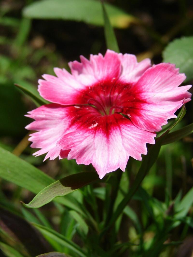 صور لـ #طبيعة #Dianthus #زهري #إزهار #زهري #نبات #زهرة