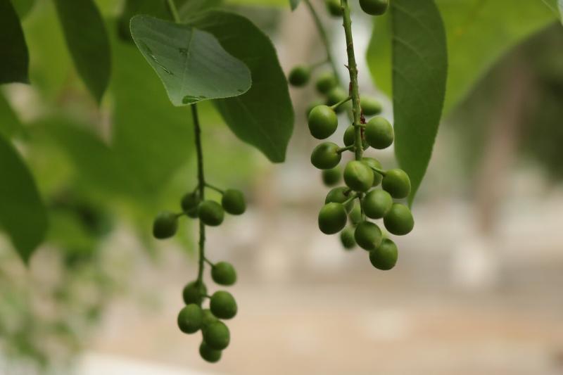 صور لـ #خضرة #فاكهة #الصيف #شجرة