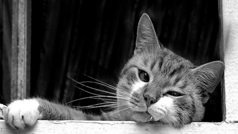 #خلفيات #قطط #قطة #Cat #سوداء #أسود #Black عالية الوضوح - 9