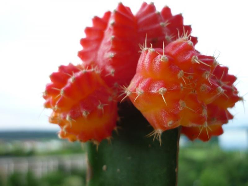 صور لـ #عصاري #على