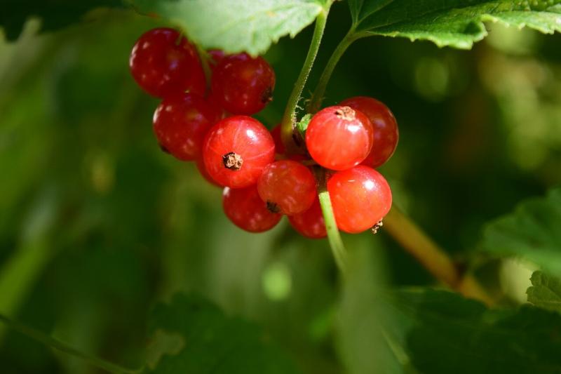 صور لـ #طبيعة #فاكهة_ناعمة #صورة قريبة #الكشمش #حديقة #نبات