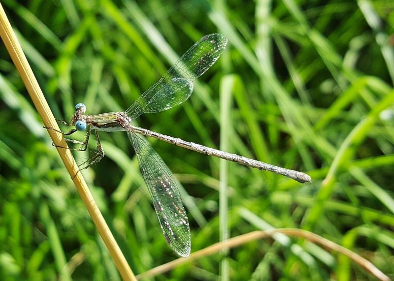 صور لـ #خوخه #مقترنات_الأجنحة #خطأ_برمجي #مجنح #حشرة #Insectoid