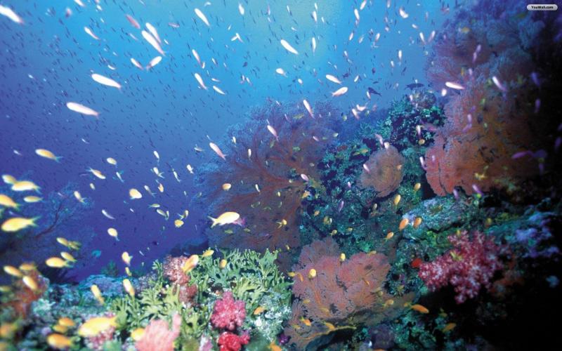 #خلفيات وصور تحت #البحر #Under_Sea #سمك #أسماك #Fish عالية الوضوح - 27