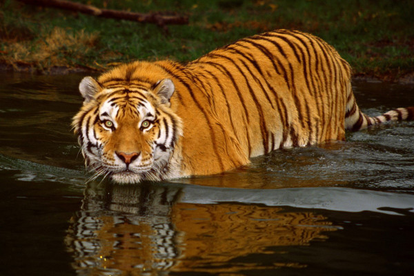 صور #نمر #نمور #Tiger #حيوانات #طبيعة - 43
