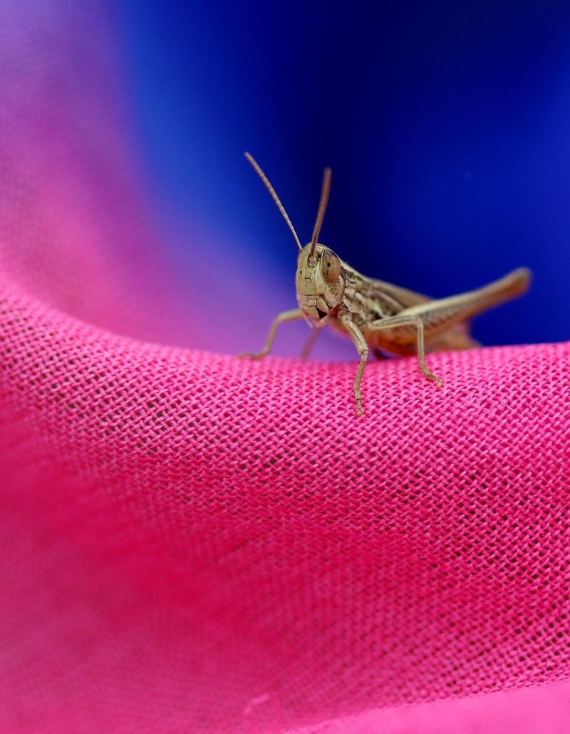 صور لـ #وشاح #الزيز #Insecta #تلوين #راحة