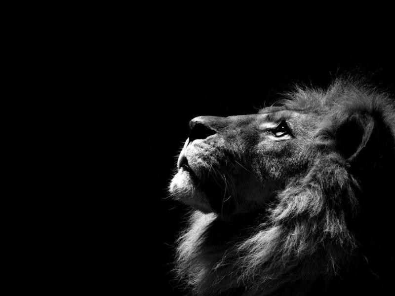 #خلفيات #أسود #Lion #أسد #حيوانات #طبيعة - 13