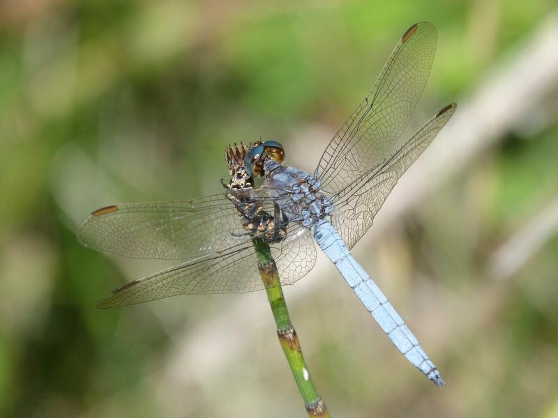 صور لـ #الأراضي_الرطبة #فرع_شجرة #اليعسوب_الأزرق #Orthetrum_Coerulescens