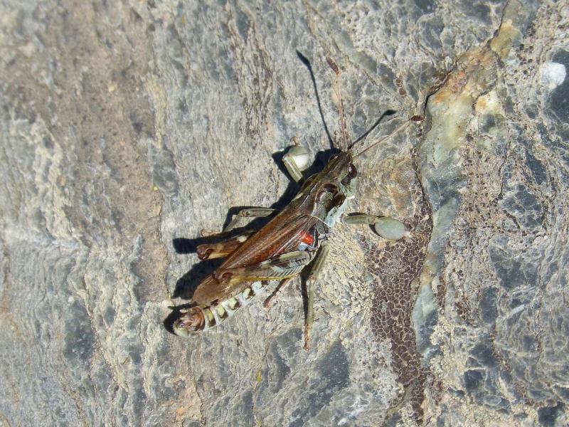 صور لـ #الجراد #Orthopteron #سرطان_البحر #صخرة
