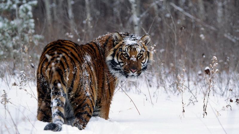 صور #نمر #نمور #Tiger #حيوانات #طبيعة - 26