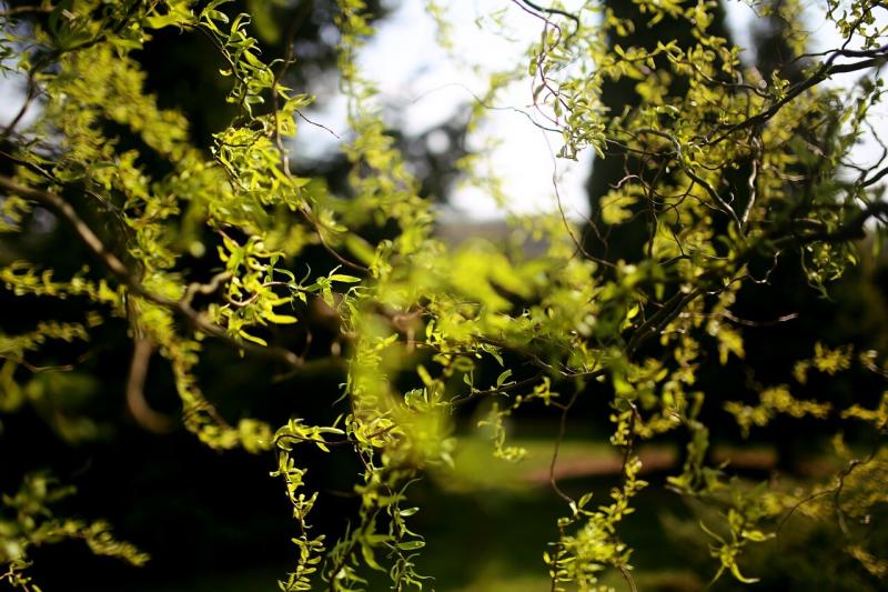 صور لـ #شجرة #صفصاف #النباتية #صينى