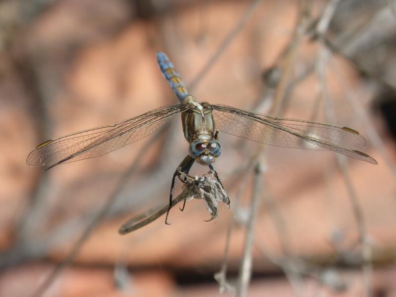 صور لـ #Orthetrum_Cancellatum #اليعسوب #اليعسوب_الأزرق