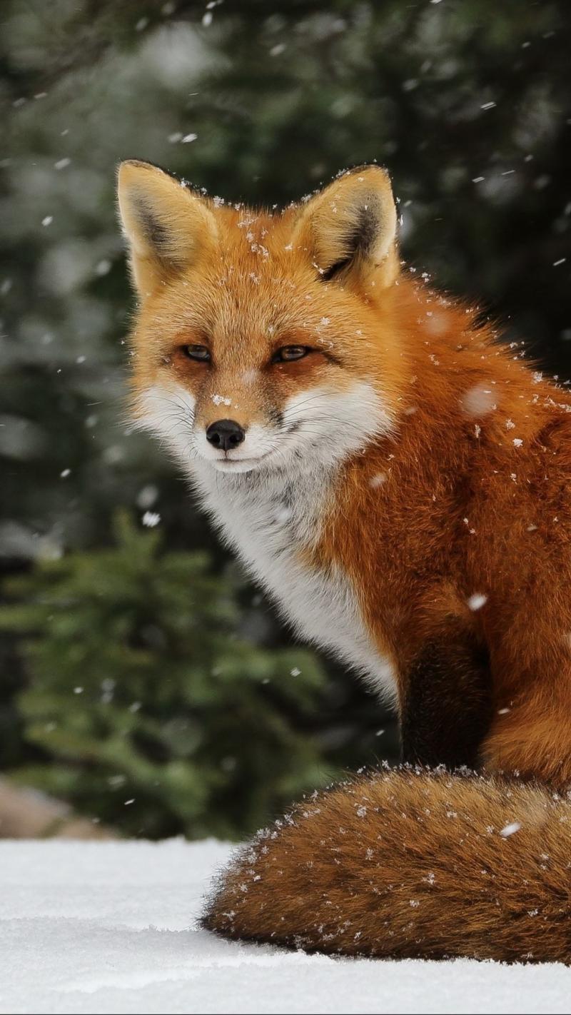 خلفيات #ثعلب #ثعالب #Fox #حيوانات #طبيعة - 36