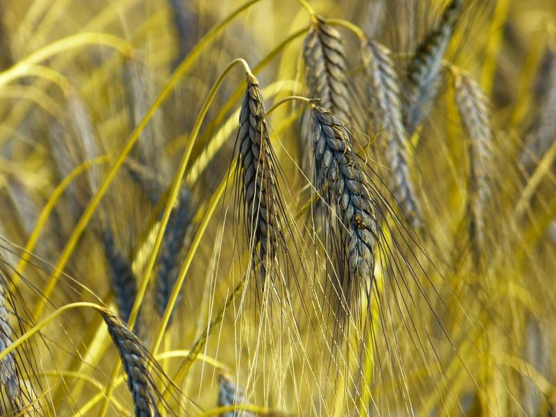صور لـ #حبوب #دلو #Triticum_Dicoccum_Black_Emmer