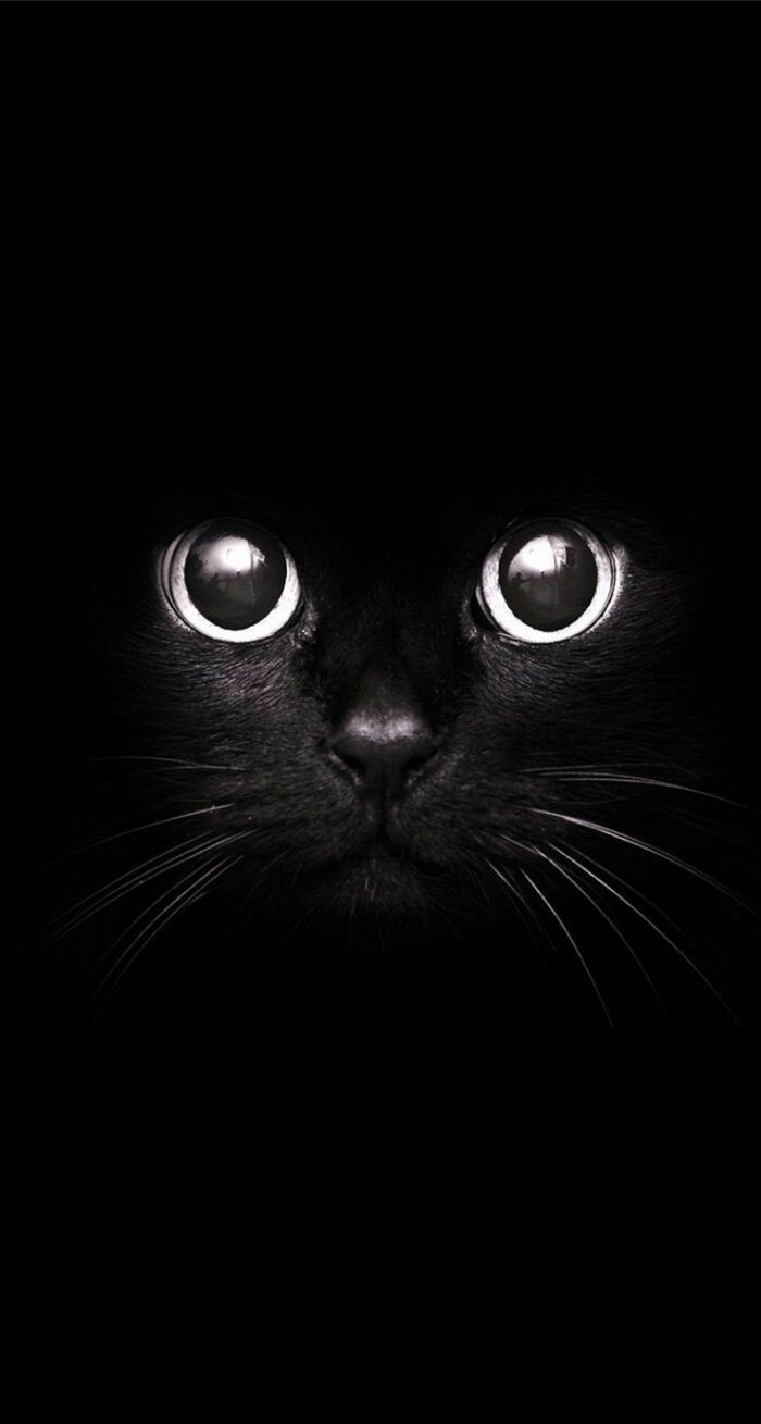 #خلفيات #قطط #قطة #Cat #سوداء #أسود #Black عالية الوضوح - 11