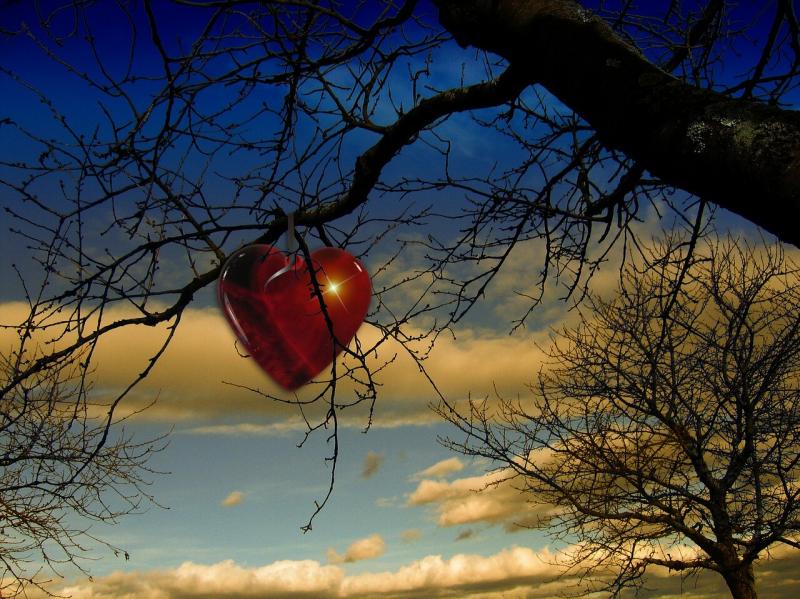 صور لـ #ماء #شجرة #عقدة #أصلع #فرع_شجرة #بحيرة #سماء #سحاب