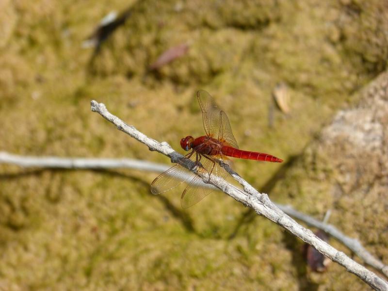 صور لـ #كانياس #Erythraea_Crocothemis #الأراضي_الرطبة #اليعسوب_الأحمر