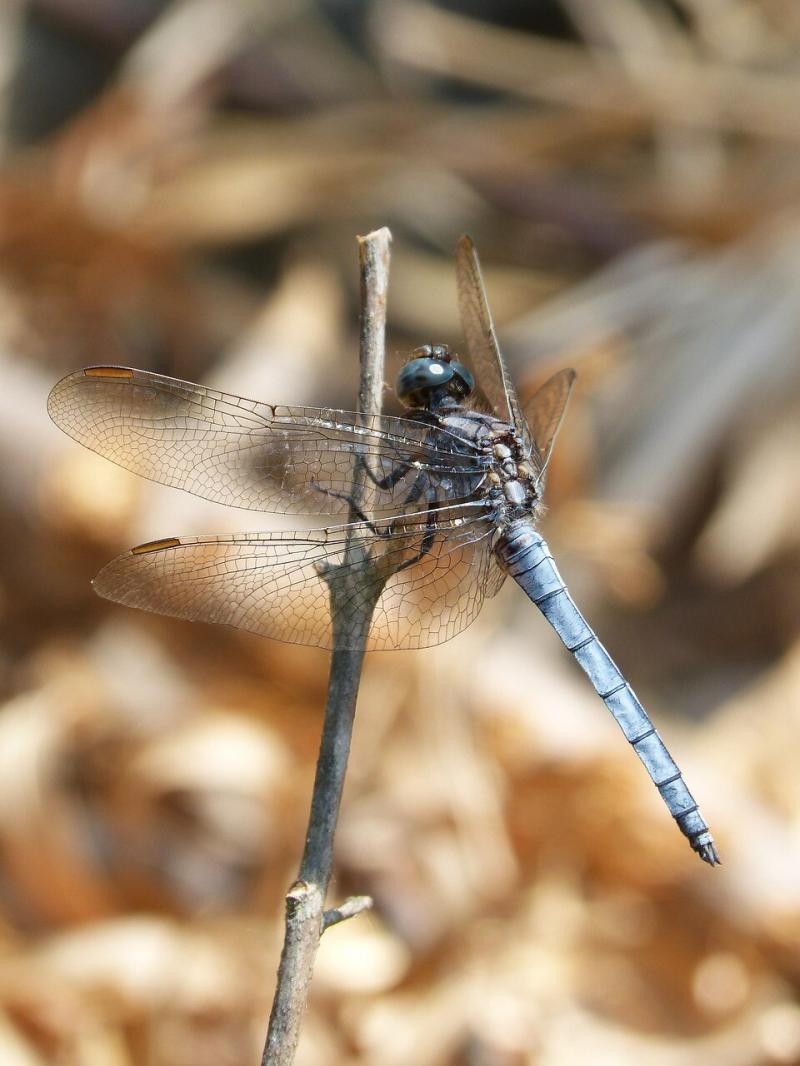 صور لـ #إيقاف #الأراضي_الرطبة #Orthetrum_Cancellatum #اليعسوب_الأزرق