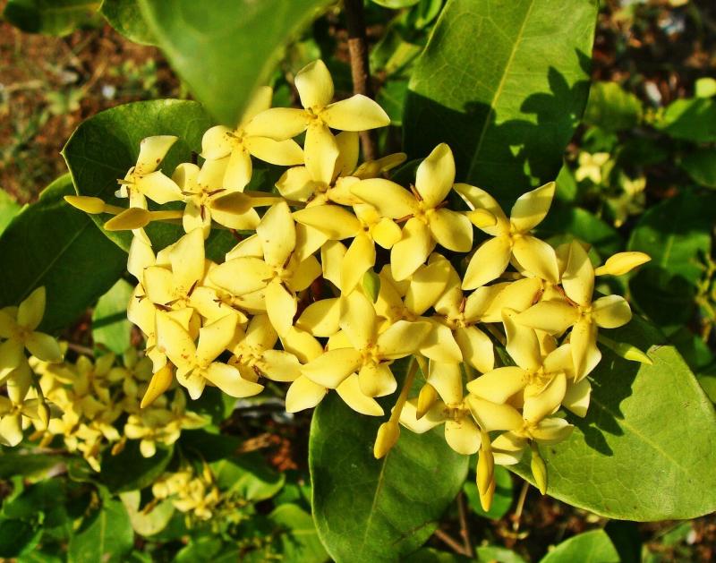 صور لـ #الأصفر #زهرة #كارناتاكا #كاروار #الهند #IXORA