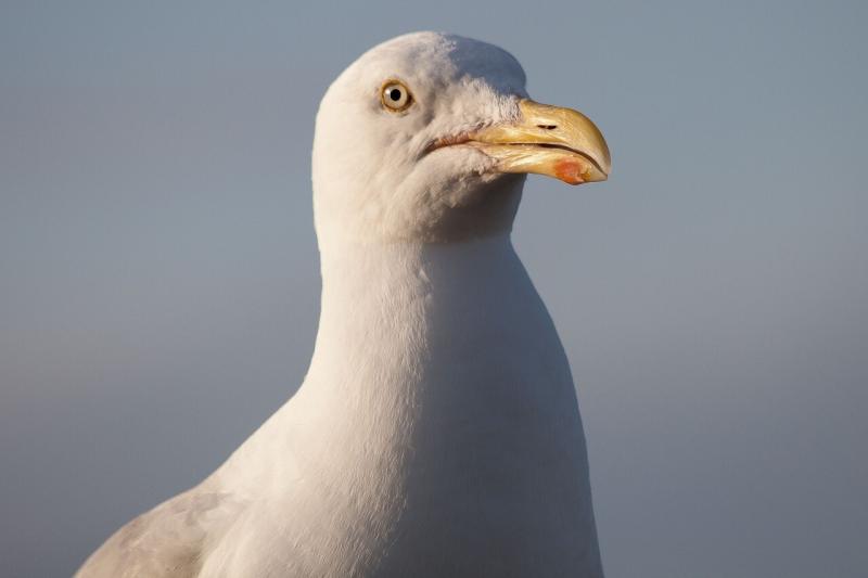 صور لـ #نورس_طائر_مائي #Laridae #طائر