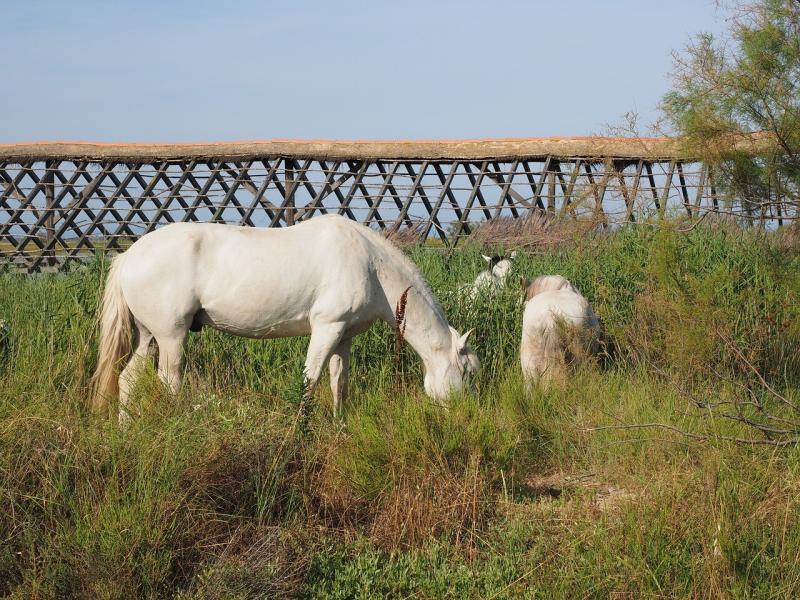 صور لـ #أحصنة_برية #أبيض #كامارغ #خيل