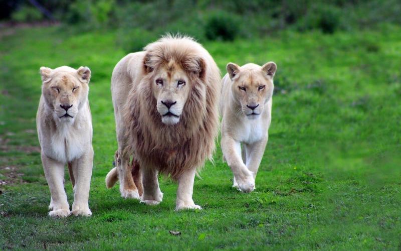 #خلفيات #أسود #Lion #أسد #حيوانات #طبيعة - 11