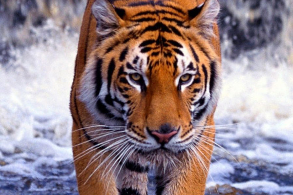 صور #نمر #نمور #Tiger #حيوانات #طبيعة - 44