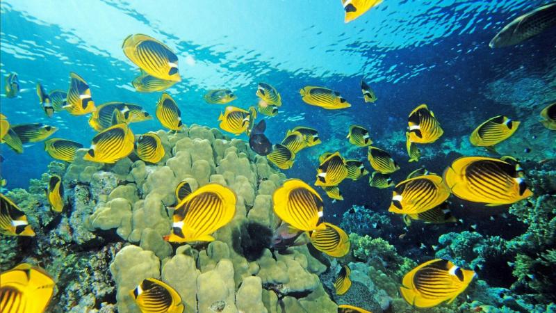 #خلفيات وصور تحت #البحر #Under_Sea #سمك #أسماك #Fish عالية الوضوح - 22