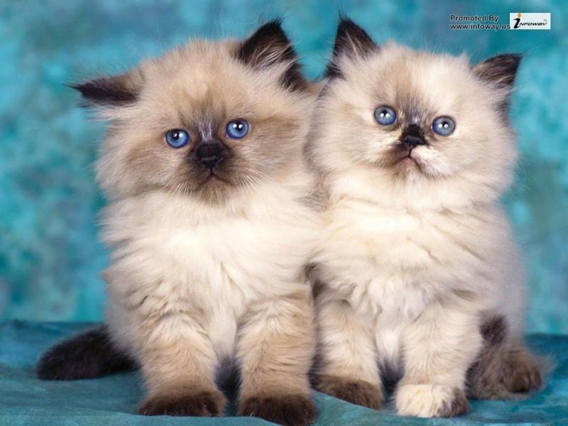 #خلفيات عالية الوضوح ل #قطط صغيرة #Kitten #قطة #Cats #حيوانات - 45