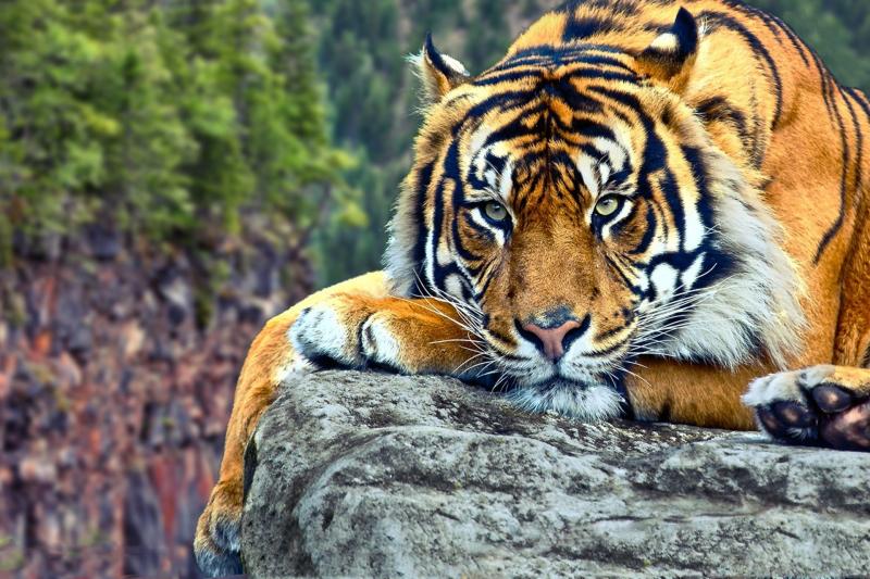صور #نمر #نمور #Tiger #حيوانات #طبيعة - 36