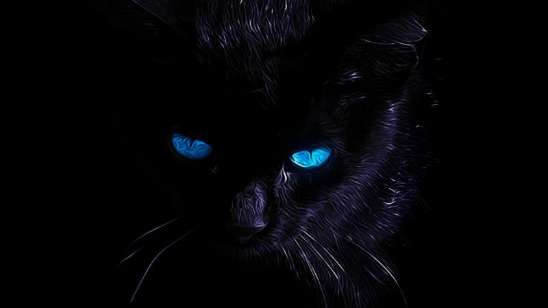 #خلفيات #قطط #قطة #Cat #سوداء #أسود #Black عالية الوضوح - 3