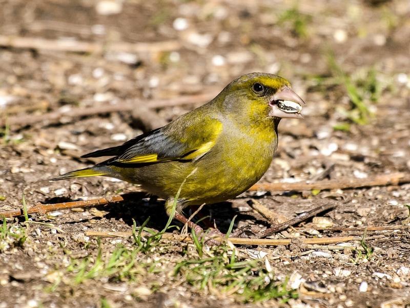 صور لـ #Greenfinch #الواش #مطربة #طبيعة #طائر #حديقة_الطيور