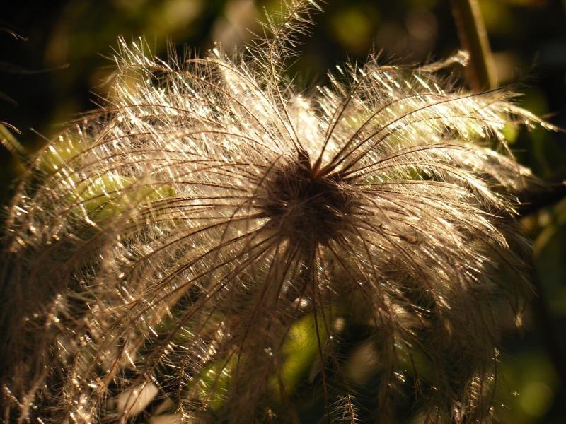 صور لـ #شمس #فاكهة #شقار_الفصح #Pasqueflower #زهرة_الباسك