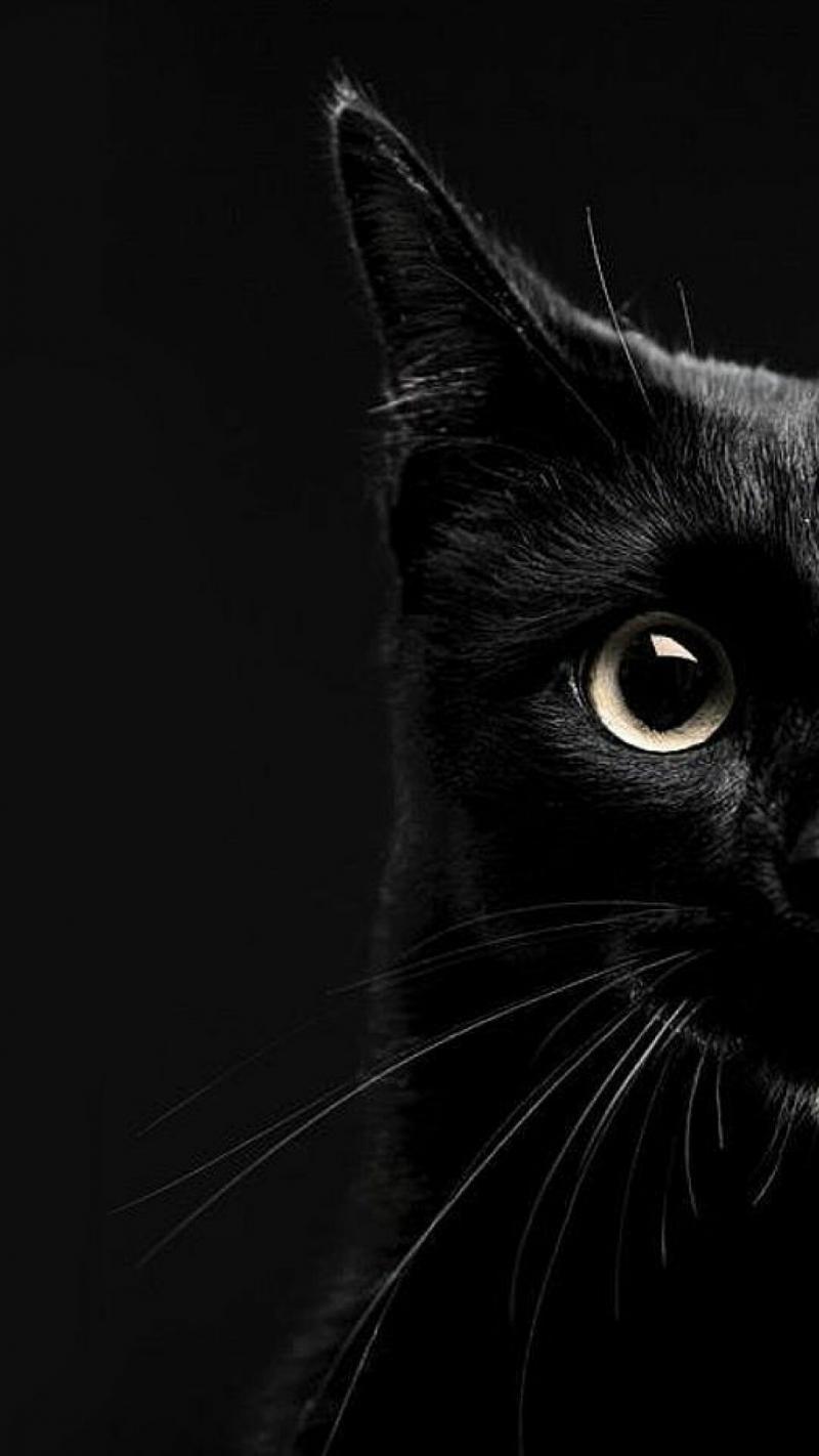 Fay3 خلفيات قطط قطة Cat سوداء أسود Black عالية الوضوح 40