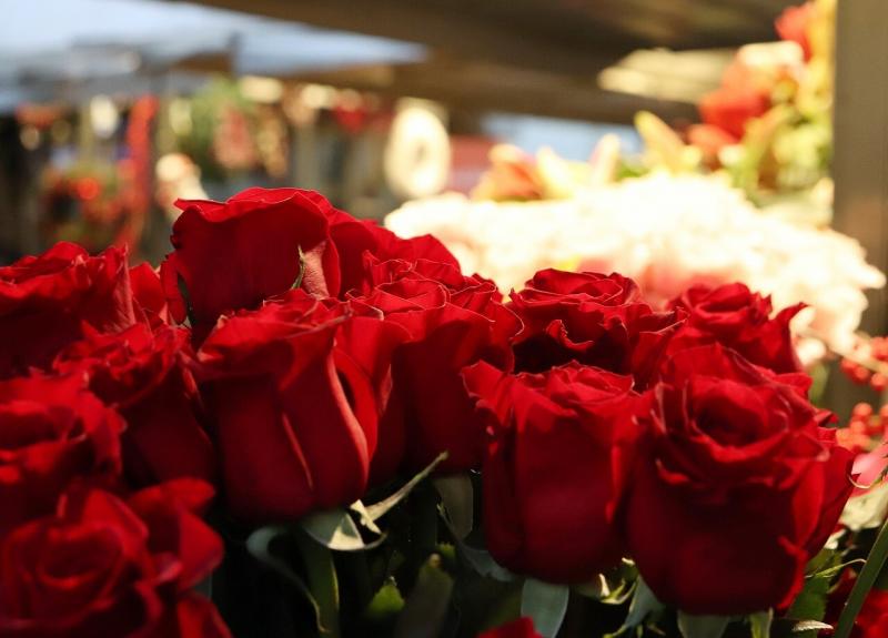 صور لـ #ورود_حمراء #شتاء #أضواء #زينة_عيد_الميلاد