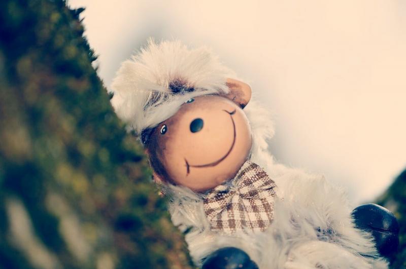 صور لـ #خروف #عالم_الحيوان #مضحك #فرو #جذاب #لعبة_لينة