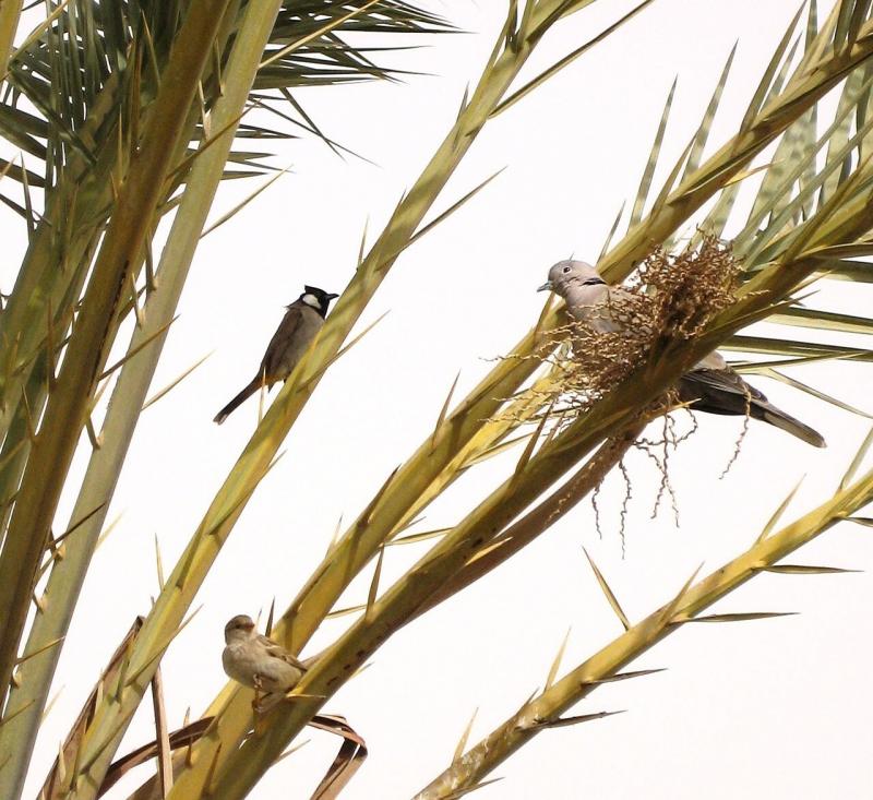 صور لـ #حيث #فرع_شجرة #الطيور #شجرة #النخلة #عصفور #تطفو