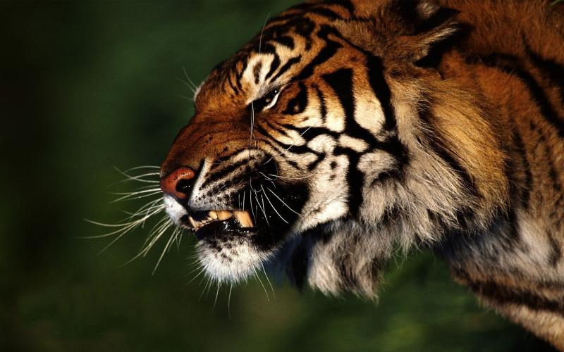 صور #نمر #نمور #Tiger #حيوانات #طبيعة - 41