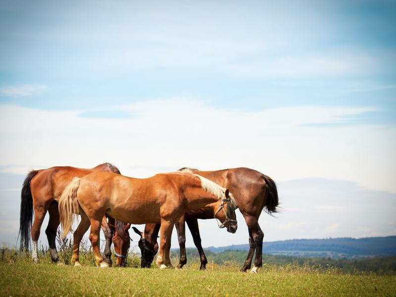 صور لـ #حقل_صغير_بجانب_إصطبل #قطيع #خيل #حيوان #مرعى #خدش #اركب